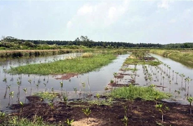 Project helps restore mangrove forests in Soc Trang